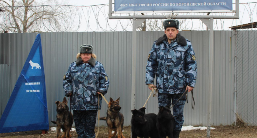 На Донбасс отправят воронежских щенков