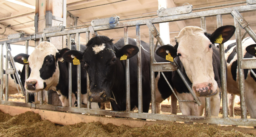 АГРОЭКО наращивает производство молока и готовит запуск нового комплекса