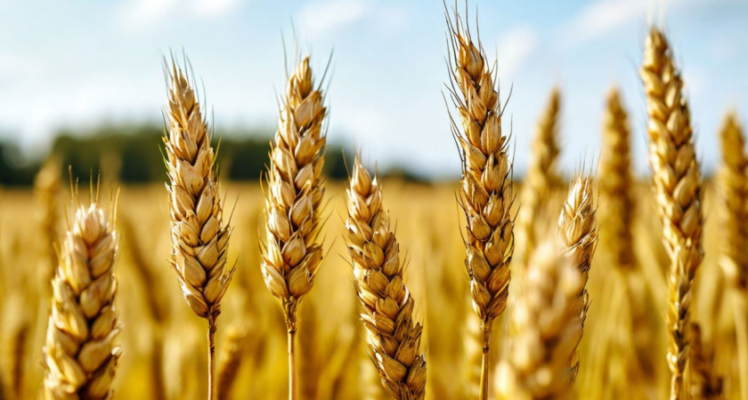 В Воронежской области ожидается более высокий урожай озимых в 2025 году