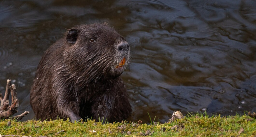 Суд в Воронежской области постановил заблокировать сайт с информацией об охоте на бобров