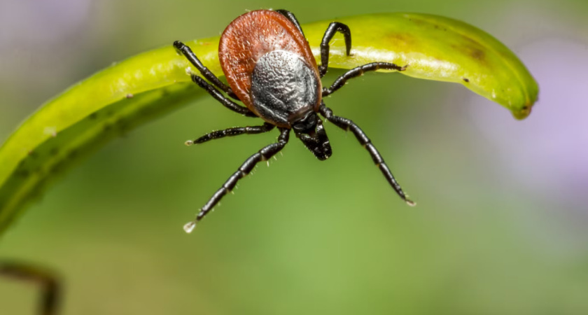 «Почта России» предлагает воронежцам оформит страховой полис «Антиклещ»