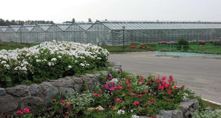 Торги по продаже Воронежского тепличного комбината провалились