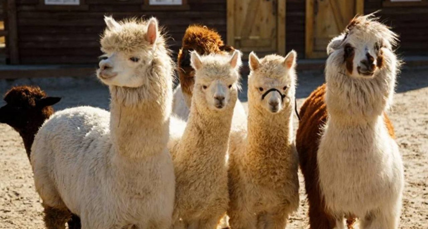 Воронежский бизнесмен открывает в Ярославской области шестой парк альпак 