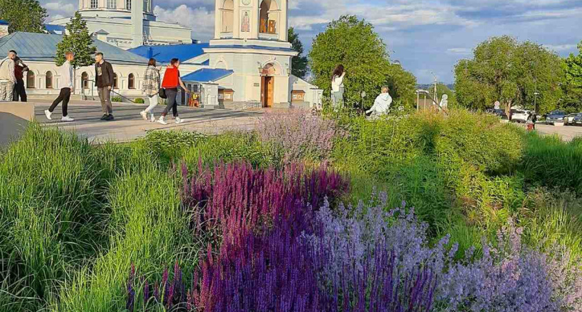 84% воронежцев требуют новых зеленых насаждений в городе