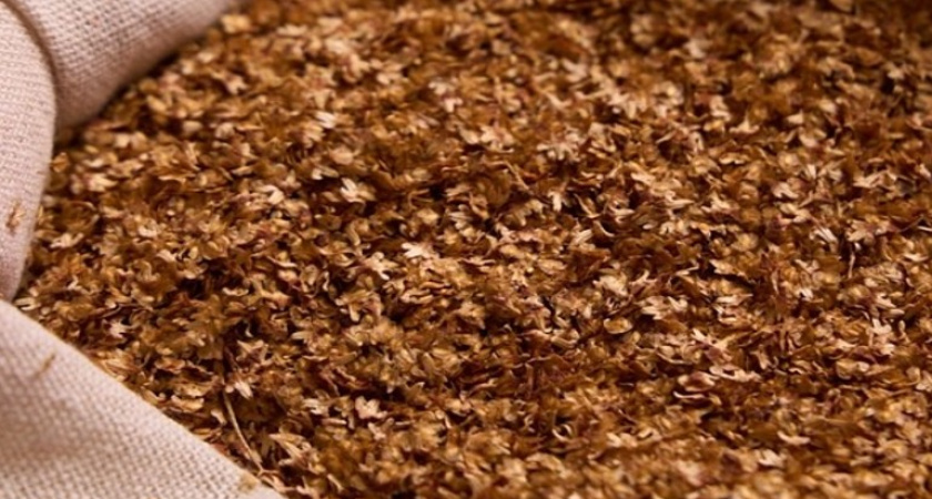 Воронежские лесники собрали 470 килограммов семян берёзы для будущих саженцев