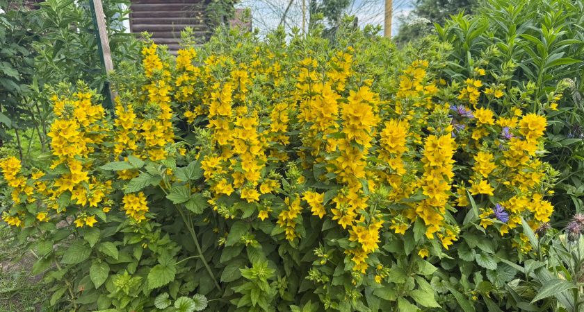 11 неприхотливых многолетников, которые украсят ваш сад без лишних хлопот