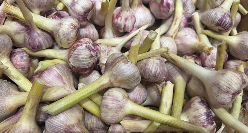Как сохранить чеснок свежим на весь год: советы экспертов, чтобы он не засох и не пророс
