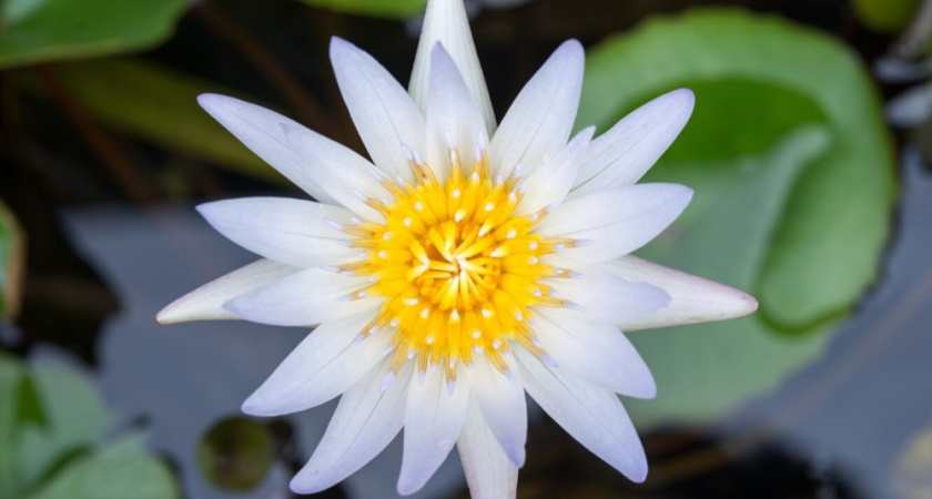 Центральный парк Воронежа пополнился новыми цветущими нимфеями