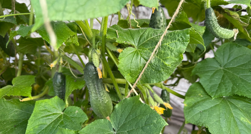Почему вянут листья огурцов: с чего бы это, чем опасно и как помочь - спасаем урожай до того, как станет поздно