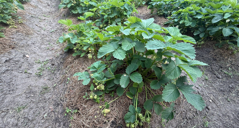 Секрет опытных садоводов: что они закапывают под кусты клубники осенью — на следующий год соберете вдвое больше ягод