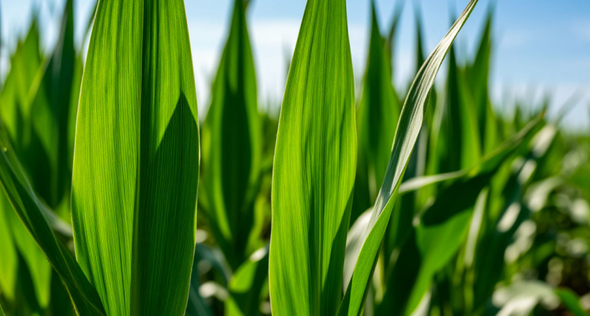Не выбрасывайте листья кукурузы: потеряете вкусный и полезный продукт и отличный укрывной материал для растений