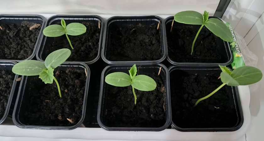 Огурцы на подоконнике круглый год: какие 3 сорта огурцов выбрать для выращивания в квартире — никогда не подведут