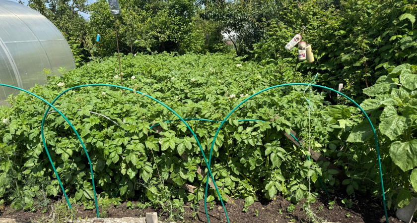 Откладываю копку картошки до осени — жду, когда погода даст сигнал о зрелости: клубни хранятся лучше и не прорастают