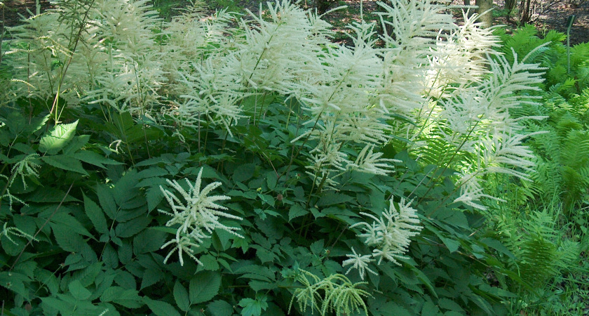 Не петуния и не роза: этот скромный многолетник буйно цветет без солнца — благоухает на 3 км в округе