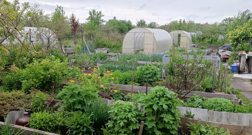 Нашел мощное средство от сорняков за 59 рублей – соседи отдают тысячи за химию, а я победил сорняки за копейки