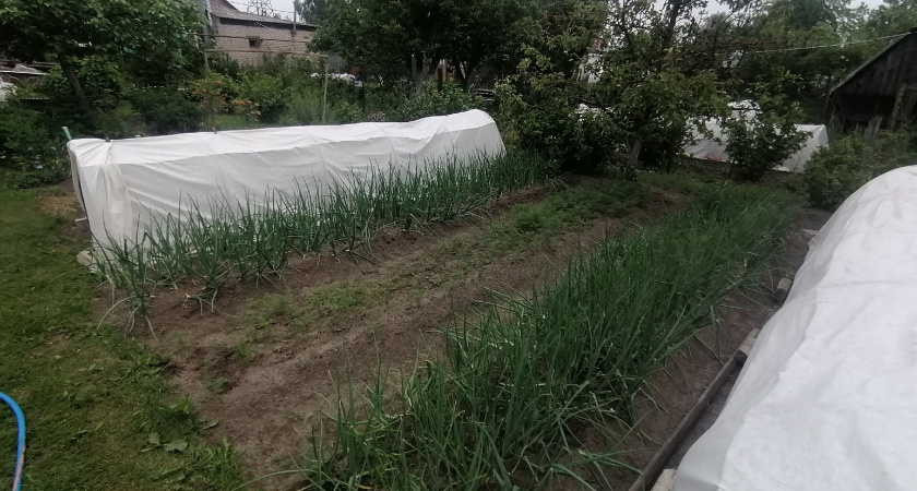 Ночные заморозки в ряде регионов России на подходе — спасаем урожай до прихода холодов