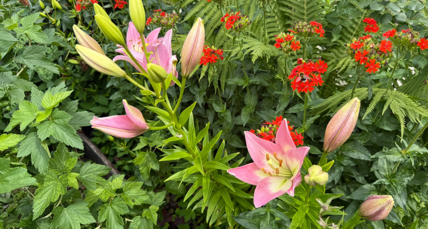 Цветы, которые не боятся зимы: как подготовить сад к успешной зимовке