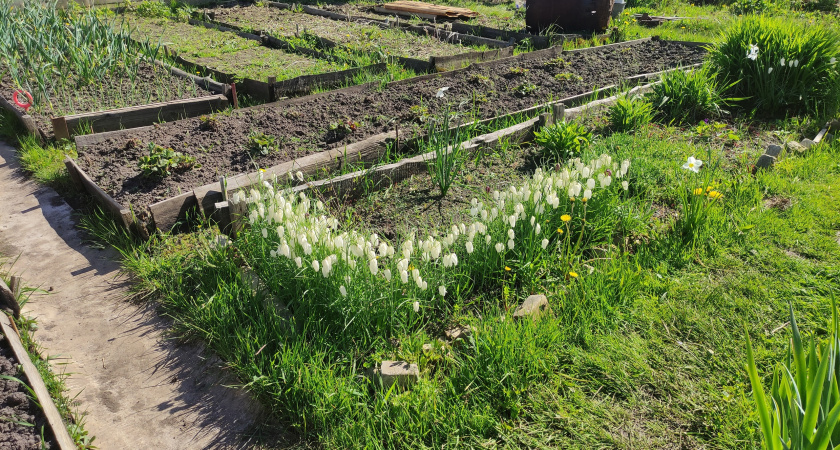 Нашла фитофтору — и уничтожила за раз: после сбора урожая делаю 2 действия: как я очистила участок за две осенние обработки