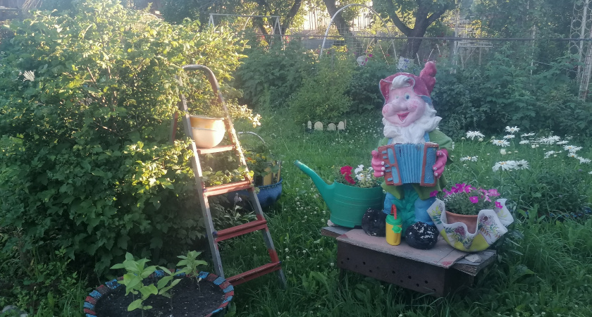 Нашел, чем «растворить» муравейник изнутри — букашки не вернутся: как избавиться от муравейника раз и навсегда