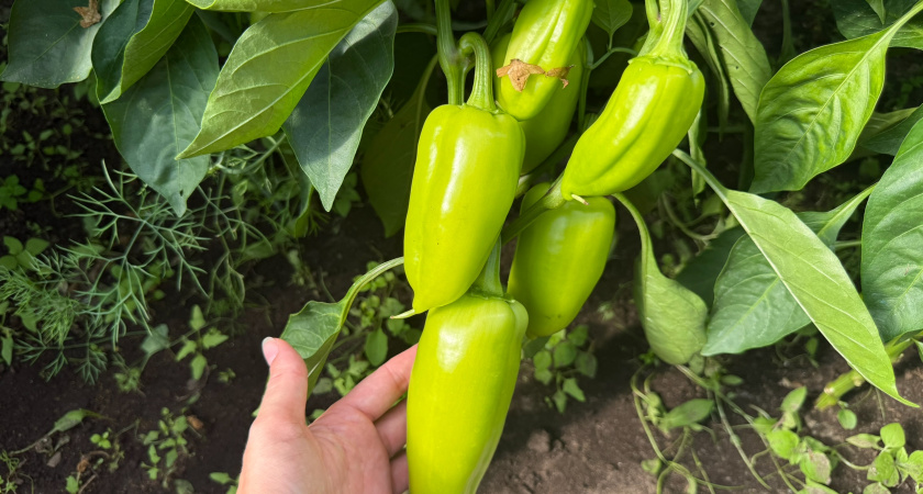 Почему листья томатов и перцев крутит или сворачивает: находим проблему по форме листьев