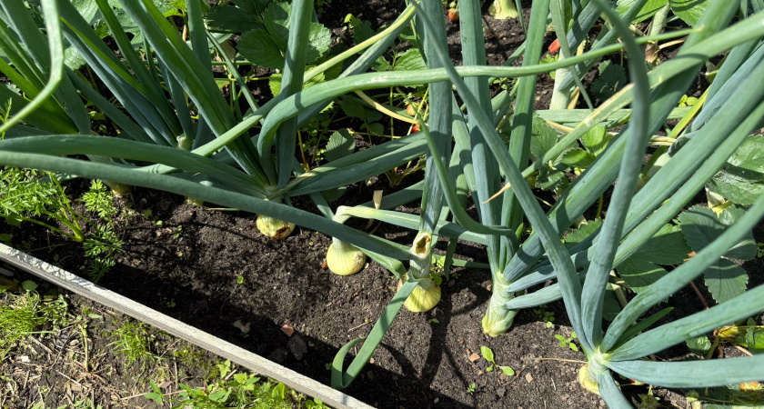 Высаживаю озимый лук исключительно в "золотой" сезон 2025 — так к холодам точно не перемёрзнет