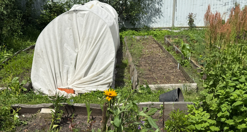 Теплицы нового поколения – поликарбонат уже прошлый век: придумали более долговечную замену без трещин, пыли и потёков грязи