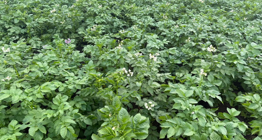 Вместо горчицы сею этот мощный сидерат как раз под осень – забыла о проволочнике и фитофторе: лучше всего после картошки и томатов