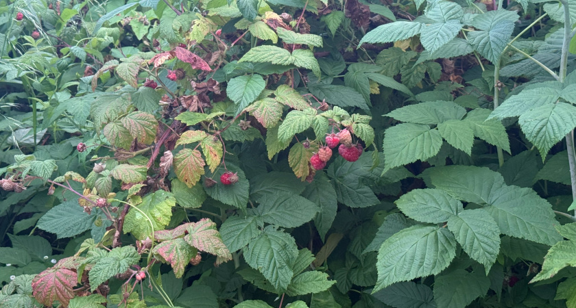 Заморозки вот-вот придут: малине требуется хирургическая точность садовода