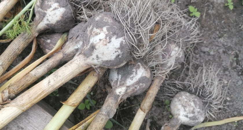 Осенняя посадка чеснока: пролейте грядки простым аптечным средством перед посадкой - вырастет с кулак