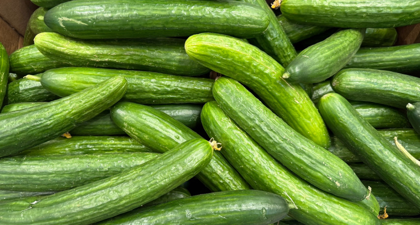 Куда девать урожай огурцов: засолка, заморозка и рецепты