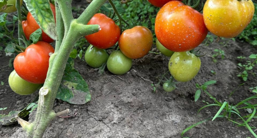 Им не страшны ни дожди, ни зной: 4 сорта помидоров, проверенные годами – садоводы собирают урожай тачками