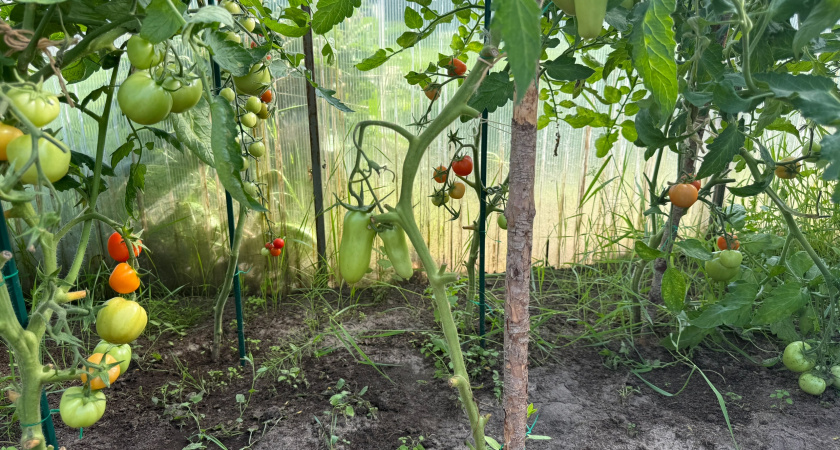 Томаты нового поколения: 10 сортов, которые покорят ваше сердце в следующем сезоне