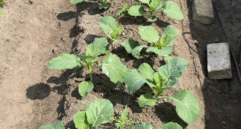 Растворите таблетки в воде и опрыскайте рассаду — вредители будут в шоке: аптечные секреты для огорода