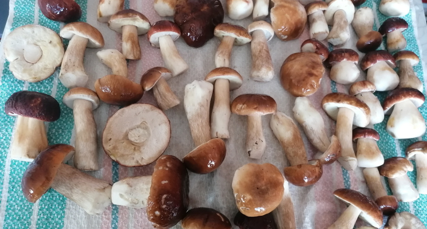 Как заморозить свежие опята на зиму: быстро и легко сохраняем летний аромат до зимы