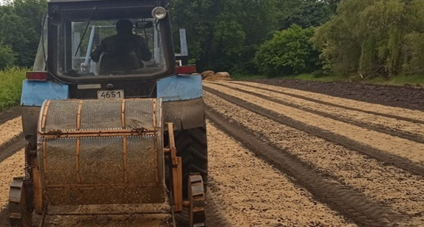 В питомниках Воронежской области готовят 400 тысяч сеянцев берёзы для лесов