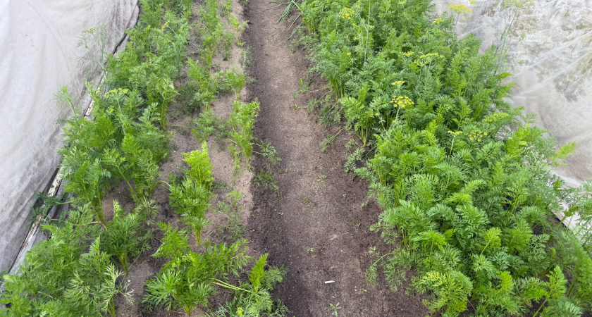 Когда выкапывать морковь, чтобы она оставалась сахарной всю зиму: лайфхак от опытной дачницы