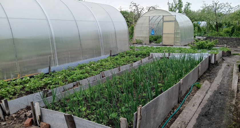 Вместо горчицы сею этот мощный сидерат как раз под осень – забыла о проволочнике и фитофторе: лучше всего после картошки и томатов