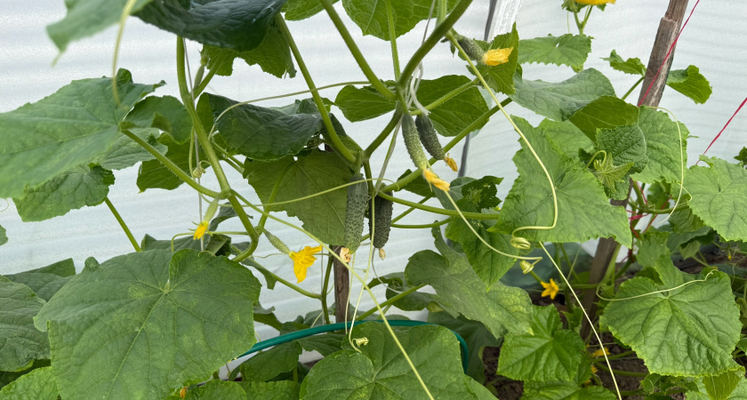 Три самых урожайных сорта огурцов: ещё и на вкус прекрасны – болеть и горчить не будут