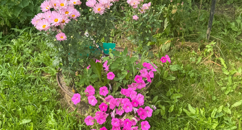 Красота, которая помогает земле: цветы-санитары против вредителей