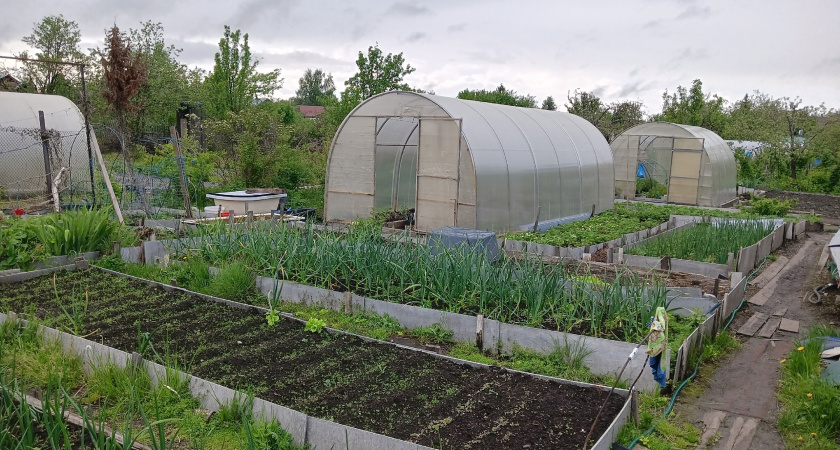 Три лучших сидерата, которые помогут восстановить вашу почву: опыт агронома