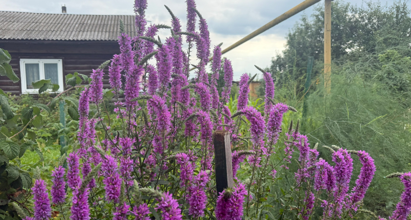 Как правильно проводить обрезку флоксов, котовников, астильб и других многолетников после цветения