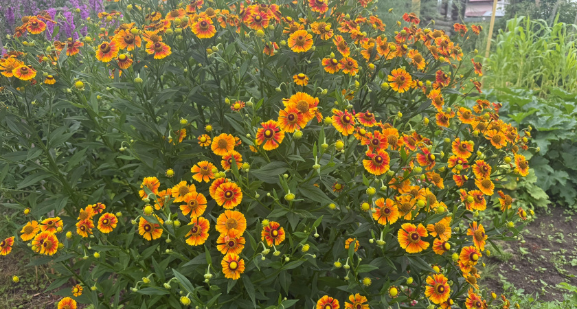 Весь сезон будут радовать вас бутонами: вечноцветущие растения для нашего сада