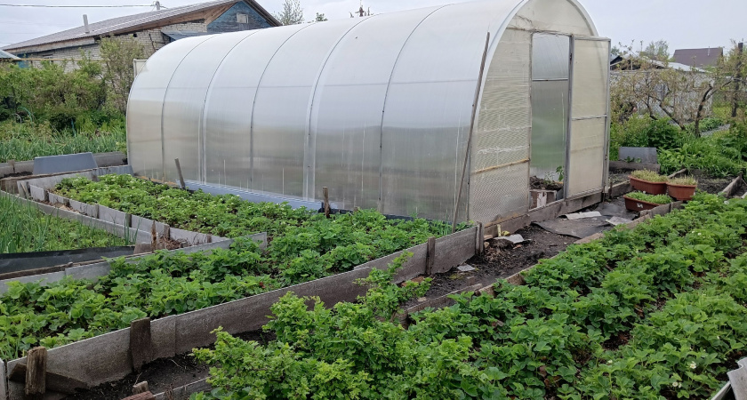 1 свеча на квадратный метр — морозы будут не страшны: гениальный лайфхак для владельцев теплиц