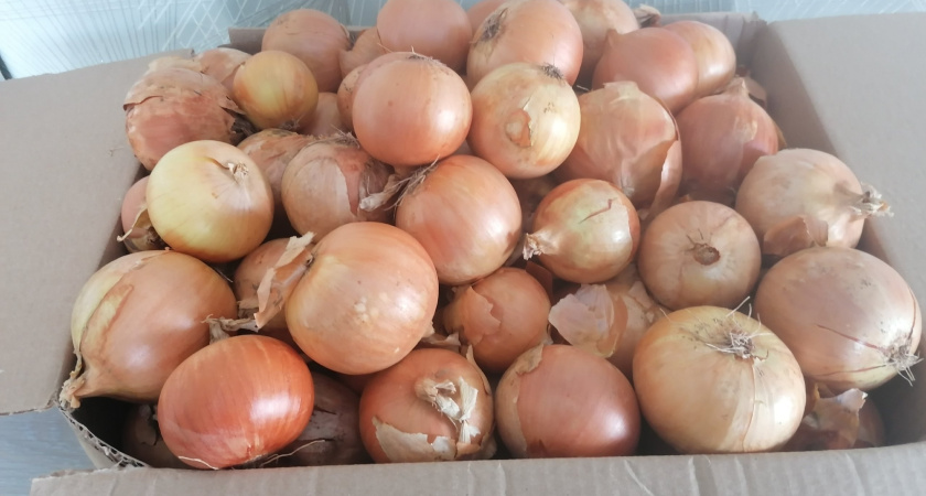 Забудьте об этих сортах лука — мелкие и водянистые: выкопал и сразу на выброс
