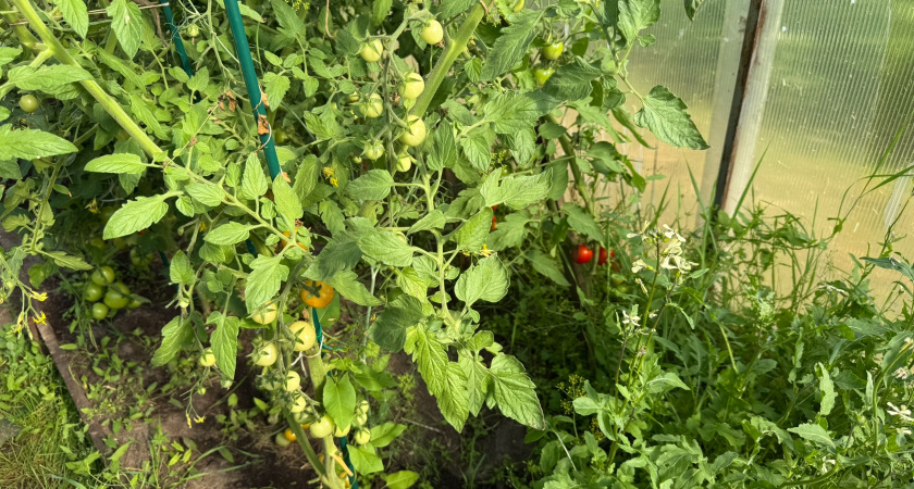 Несколько лет разыскивала именно эти семена томатов — фруктовая сладость и сочность в этих малышках поражает воображение