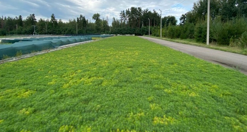 В Воронежской области готовят к высадке миллион молодых сосен