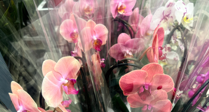 Как пересадить орхидею: 6 простых шагов для пышного цветения и здоровья растения