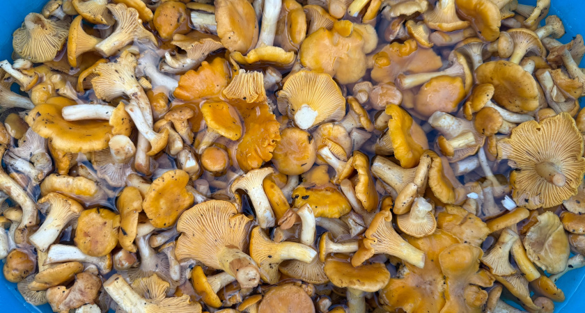 Колосовики: что это за грибы и когда их стоит искать?