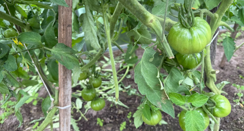 Трещины на томатах: как найти причину проблемы и устранить её – совет агронома
