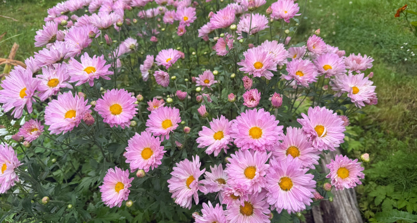 Когда секатор перестаёт помогать и только всё портит: растения, к которым нельзя прикасаться осенью